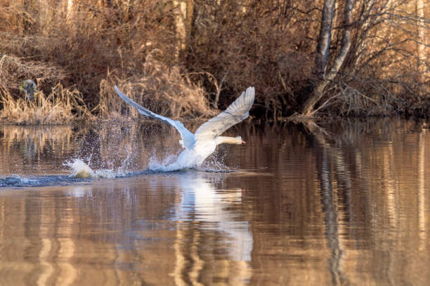 istock Mute swan slapping along surface of river during takeoff 1253276229