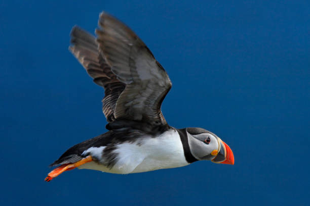 puffin voador. puffin atlântico, artica fratercula, pássaro bonito preto e branco artico com conta vermelha sentado na rocha, habitat natural, islândia. puffin na rocha, noruega. puffin na mosca. - artica - fotografias e filmes do acervo