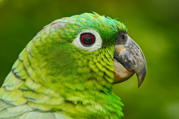 Yellow-crowned Amazon, Amazona ochrocephala auropalliata, portrait of light green parrot, Costa Rica. Detail close-up portrait of bird. Green head parrot. Parrot from south America Yellow-crowned Amazon, Amazona ochrocephala auropalliata, portrait of light green parrot, Costa Rica. Detail close-up portrait of bird. Green head parrot. Parrot from south America yellow crowned amazon (amazona ochrocephala) stock pictures, royalty-free photos & images
