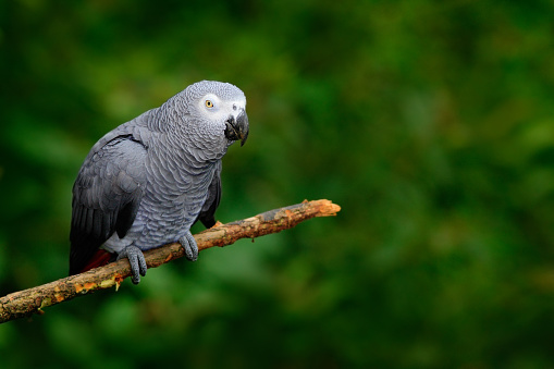 An African Grey parrot preening it's tail