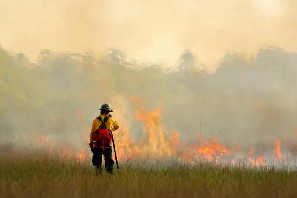 Photo of Wildfire in Everglades, grass in flame and fume. fireman with flame in the wild nature. fire fighter working with wildfire. Wildlife scene from nature. Forest in big fire in February, Florida, USA