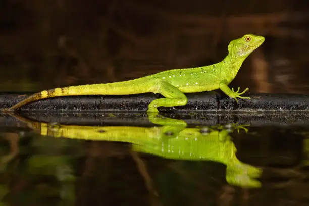 Double-crested basilisk, Basiliscus plumifrons, mirror art view on the tropic river. Green lizard in the nature habitat. Beautiful portrait of rare lizard from Costa Rica. Basilisk in the green river.