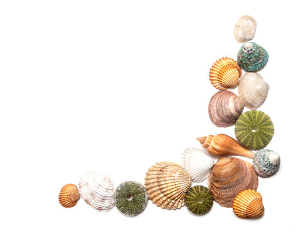istock frame of beautiful seashells 1253278630