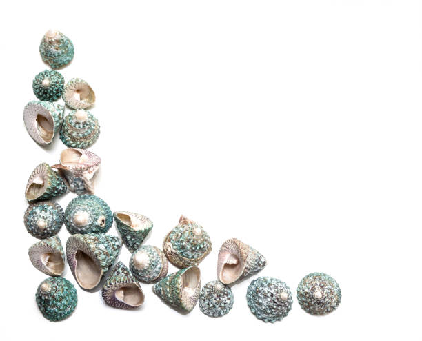 istock frame of beautiful seashells 1253278637