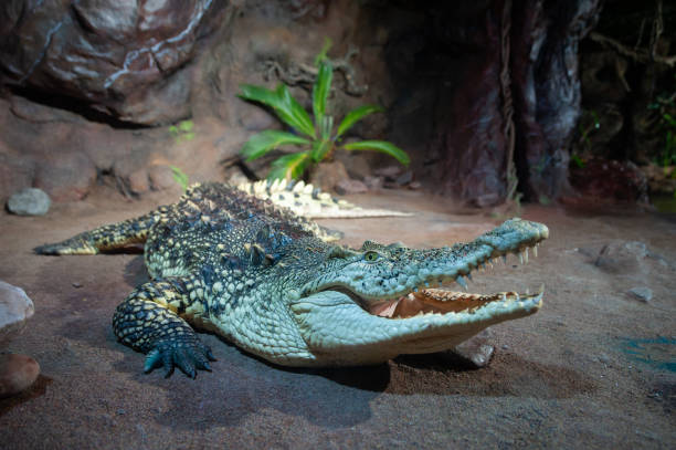 istock Large green crocodile with open mouth in a terrarium 1253279897