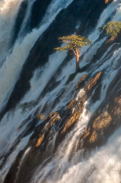 istock Baobab tree in the middle of he Ruacana waterfall 1253280796