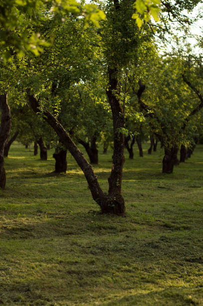 istock apple orchand at sunset in summer 1253280882