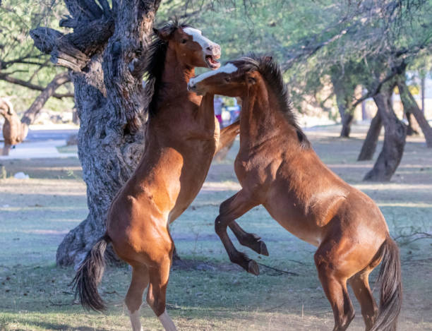istock Young wild horses at the Salt River playing 1253281137