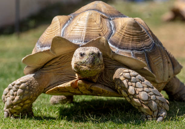 istock Very large desert tortoise on the grass 1253281199