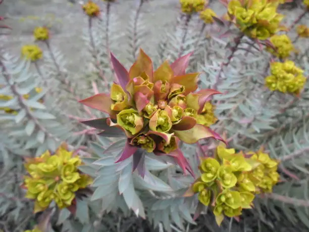 Photo of Alien Flower