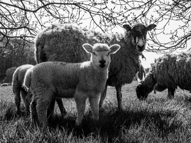 istock Lamb and mother in a field 1253282677