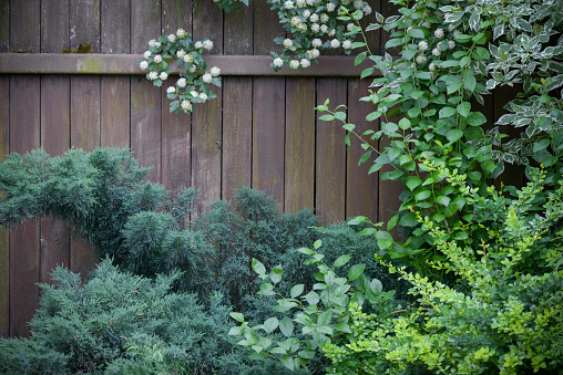 Beautiful garden, decorative bushes and trees near the old fence