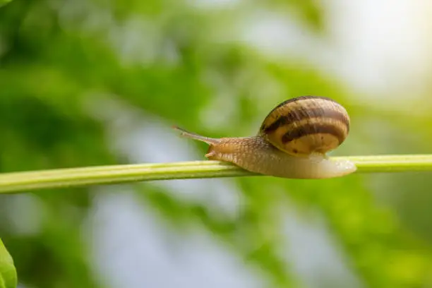 Photo of Snail on green stem.