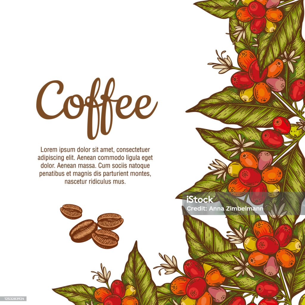 Mẫu Biểu Ngữ Vector Với Các Nhánh Cây Cà Phê Với Hoa Lá Quả Mọng ...