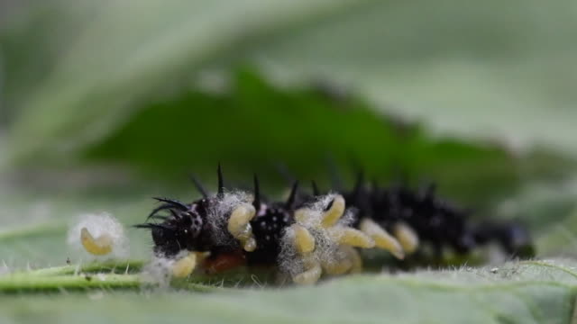 Parasitoic wasp larvae emerging from a live peacock butterfly caterpillar