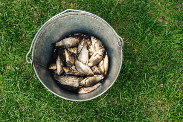 Small fresh fish catch in metallic pail on green grass. Top view.