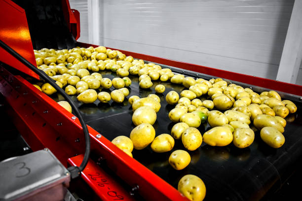 istock Sorted cucumbers on a conveyor belt on manufacture. Agriculture technology 1253284218