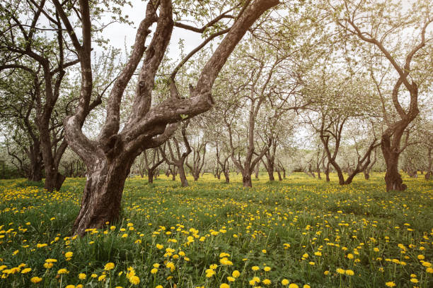 florescendo macieiras entre um campo de dente-de-leão. - kolomenskoye - fotografias e filmes do acervo