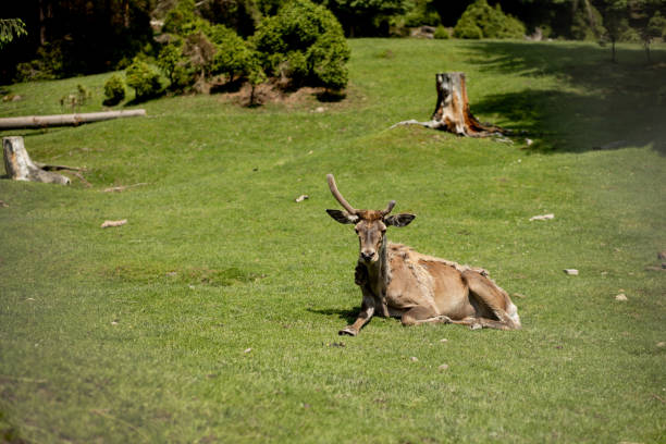 istock old Deer lies on grass on a sunny day. 1253285292