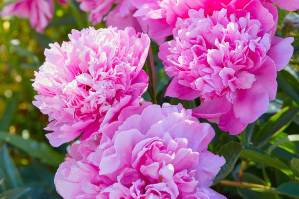 istock Pink peonies growing in the garden 1253285497