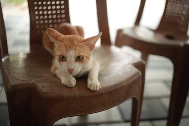 istock Red and white cat on a plastic chair 1253285545