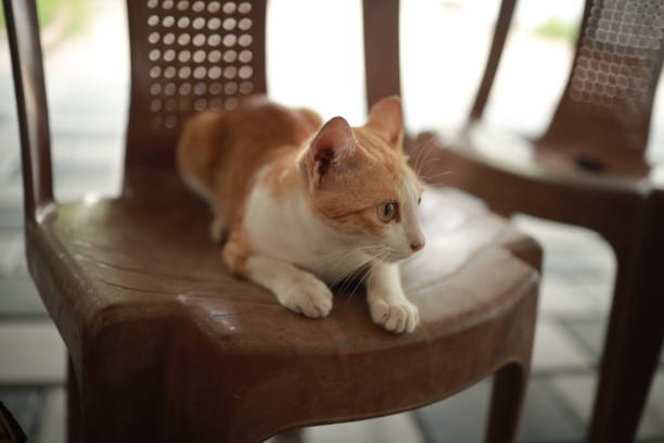 istock Red and white cat on a plastic chair 1253285564