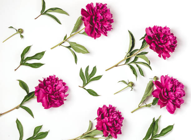 istock Beautiful burgundy pink peonies lie in a pattern on white background. Horizontal frame copy space. Top view flat layout 1253286158