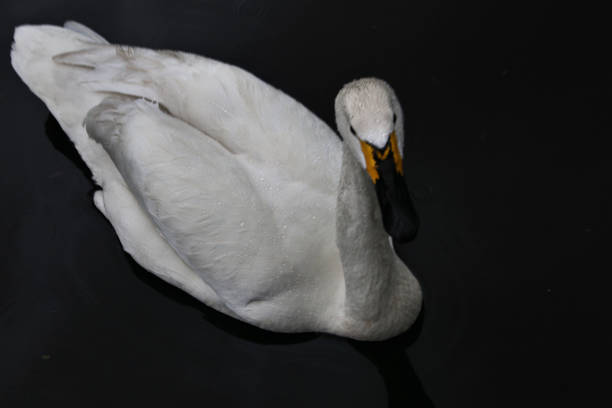 istock A view of a Bewick Swan 1253286383