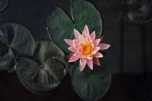 istock Beautiful Thai Lotus in dark blue water surface 1253286403