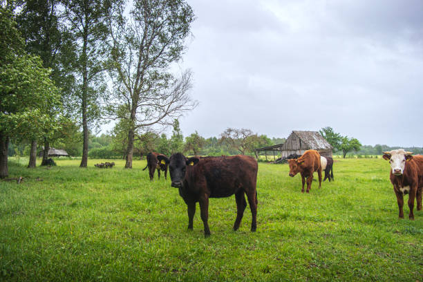 istock Curious cows grazing in green the field. Europe. 1253286945
