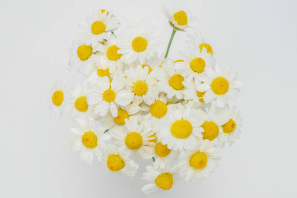istock Bouquet of daisies isolated on white. 1253287376