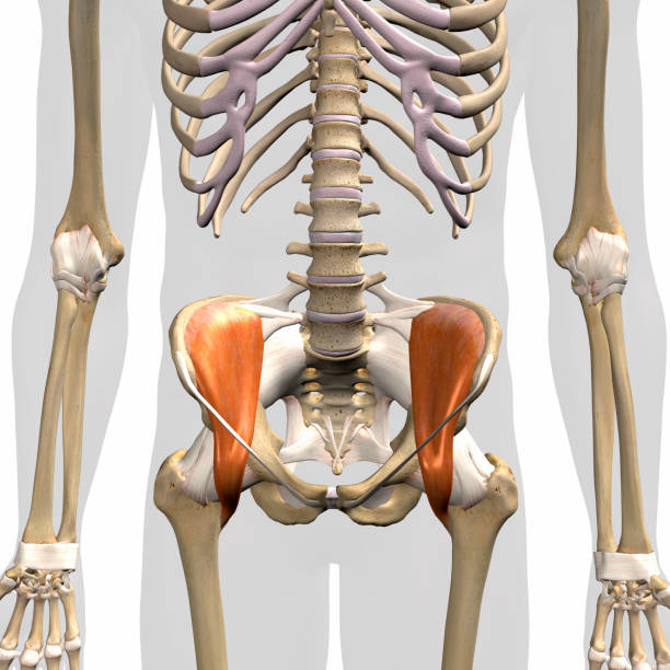 istock Male Iliacus Muscles Anterior View Isolated on White Background 1253287913