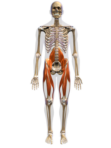 mięśnie bioder i nóg ludzkiego ciała przednia widok na białym tle - body human spine human head human neck zdjęcia i obrazy z banku zdjęć