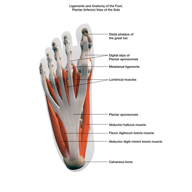 ligamentos y músculos del pie, vista plana de las partes etiquetadas en la suela sobre el fondo blanco - ligament fotografías e imágenes de stock