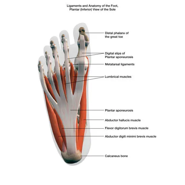 Planar, bottom view of female foot ligaments and muscles labeled on white background.