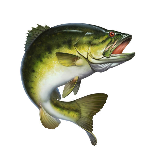 Larged bass jumps out of water isolate realistic illustration. Larged bass jumps out of water isolate realistic illustration. Big bass perch fishing in the usa on a river or lake at the weekend. black sea bass stock illustrations