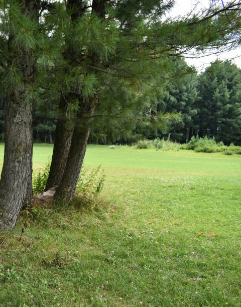 istock Beautiful Landscape view at Pahalgam kashmir India. 1253288923