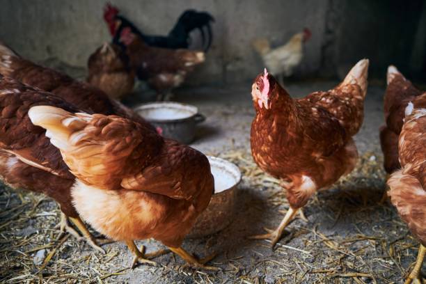 istock Hens at organic farm 1253288967