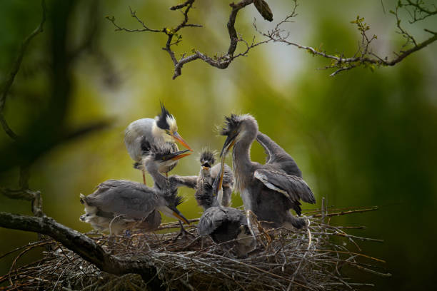 Bird family in the nest. Feeding scene during nesting time. Grey heron with young in the nest. Food in the nest with young herons. Birds in the nest. Action scene from nature. Wildlife in the nest. familia de aves en el nido. escena de alimentación durante el tiempo de anidación. garión gris con crías en el nido. comida en el nido con garullitas jóvenes. aves en el nido. escena de acción de la naturaleza. vida silvestre en el nido.