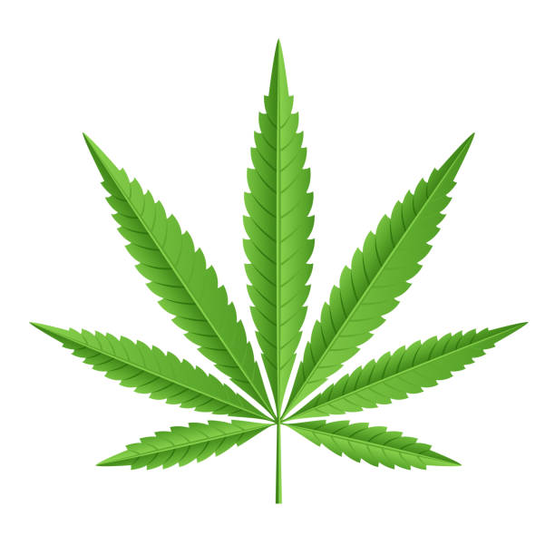 ilustrações de stock, clip art, desenhos animados e ícones de cannabis leaf illustration - narcotic medicine symbol marijuana