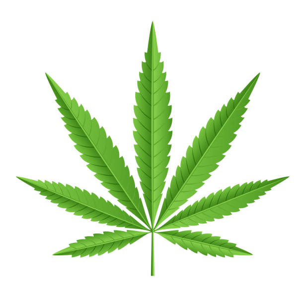 Cannabis leaf illustration Cannabis leaf illustration cannabaceae stock illustrations