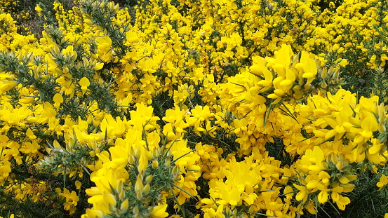 Furze (Ulex), also known as gorse or whin) is a genus of flowering plants in the family Fabaceae.