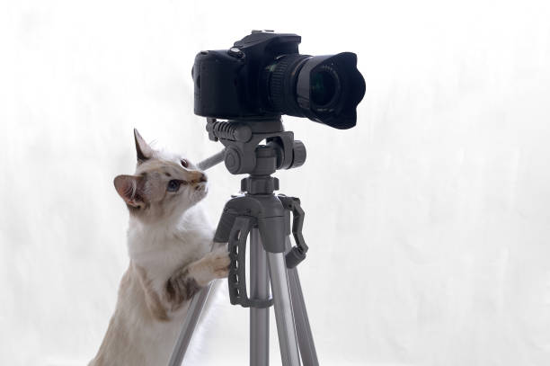 istock Cat photographer with camera on tripod isolated on white background 1253290881