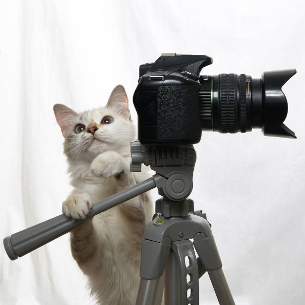 istock Cat photographer with camera on tripod isolated on white background 1253291303