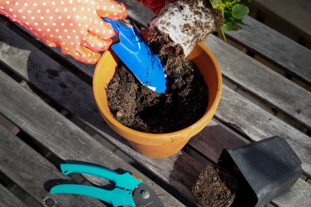 istock Hands planting a flower into clay pot 1253291994