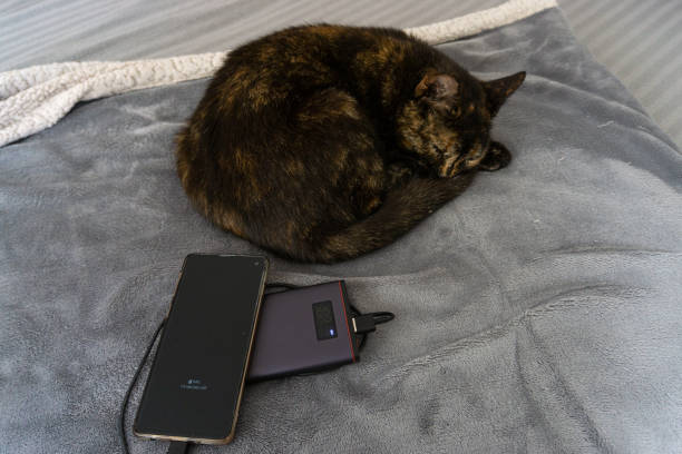 istock Cat sleeps next to smartphone 1253292248