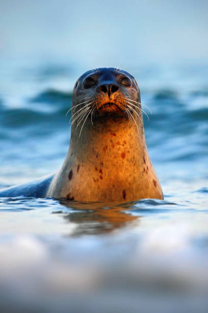 바다에서 물개 초상화. 대서양 회색 물개, 아침 태양과 어두운 푸른 물에 초상화. 바다 동물은 바다 파도에서 수영, 헬고랜드 섬, 독일. 바다 파도에 밀봉. - grypus 뉴스 사진 이미지