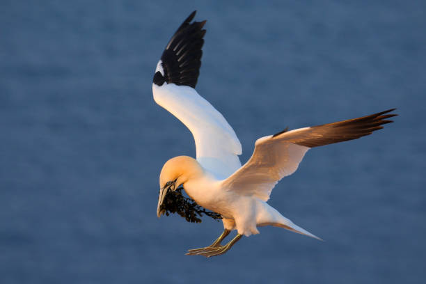 istock Flying bird. Flying Northern gannet with nesting material in the bill Bird in fly with dark blue sea water in the background, Flying bird from Helgoland island. Beautiful flying sea bird from coast. 1253293065