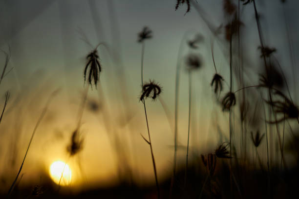 istock Yellow sky and meadow in a summer wheat field at sunset 1253293066
