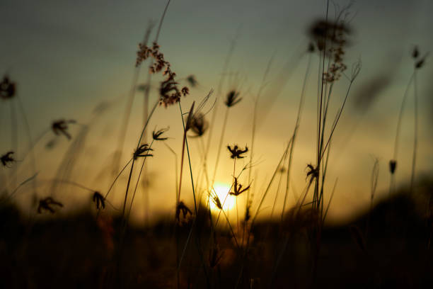istock Yellow sky and meadow in a summer wheat field at sunset 1253293395